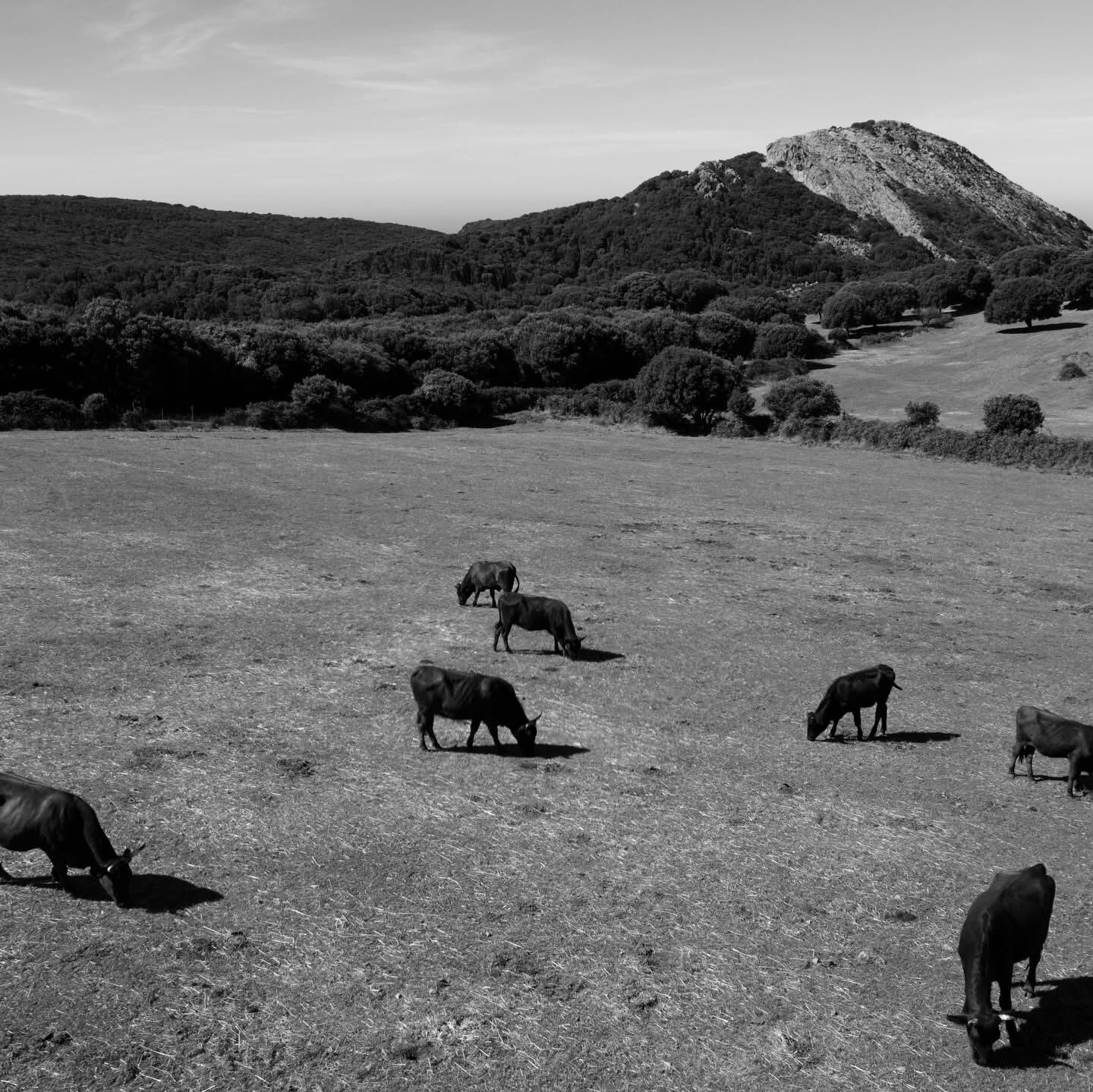 Mandria sardo-modicana · pascolo (B/N)
